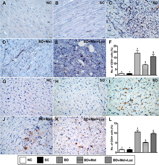Immune cell infiltration in LV myocardium by day 5 after BD-derived tissue implantation.