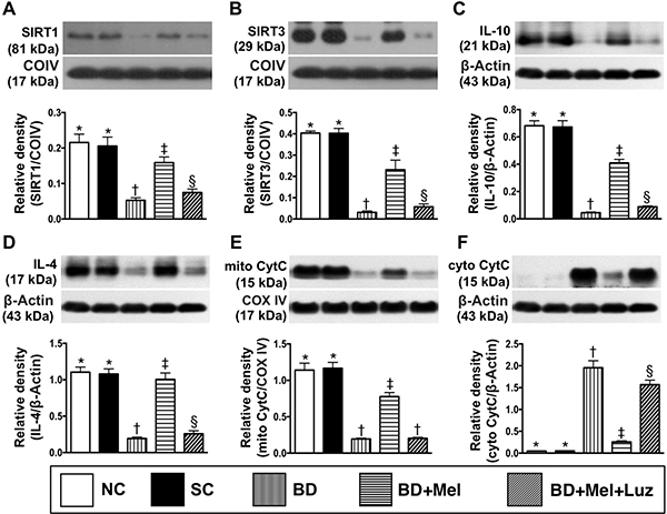 Protein expression of anti-oxidative stress, anti-inflammatory and mitochondrial integrity biomarkers in LV myocardium by day 5 after BD-derived tissue implantation.