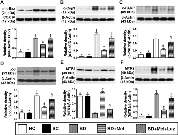 Protein expressions of apoptosis, P53 and MTR1/MTR2 in LV myocardium by day 5 after BD-derived tissue implantation.