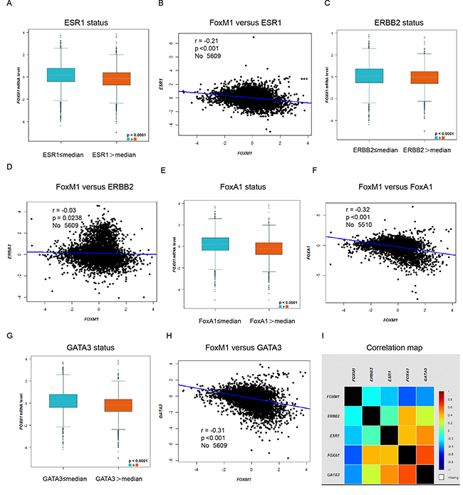 Higher expression of FoxM1 correlated with low expression of ESR1, ERBB2, FoxA1 and GATA3.