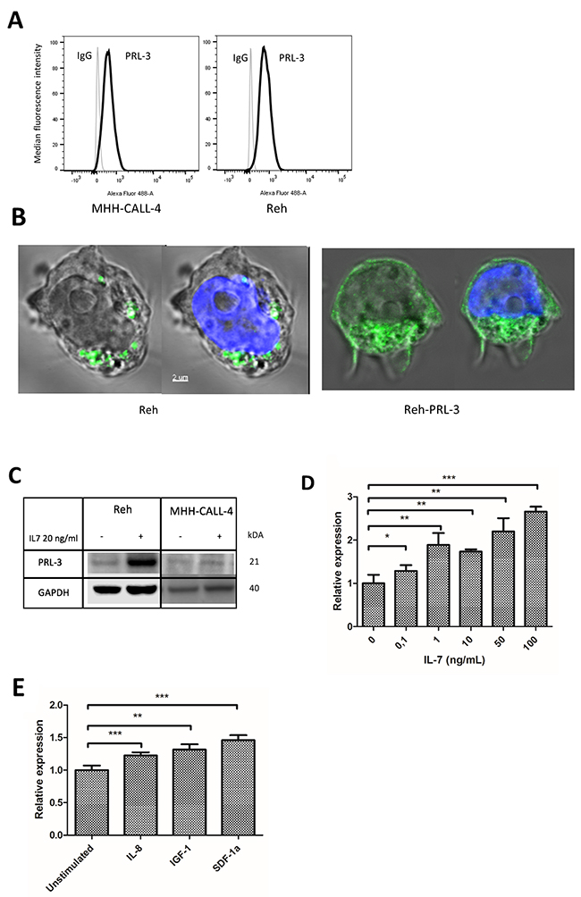 PRL-3 was induced by cytokines in B-ALL cell lines.