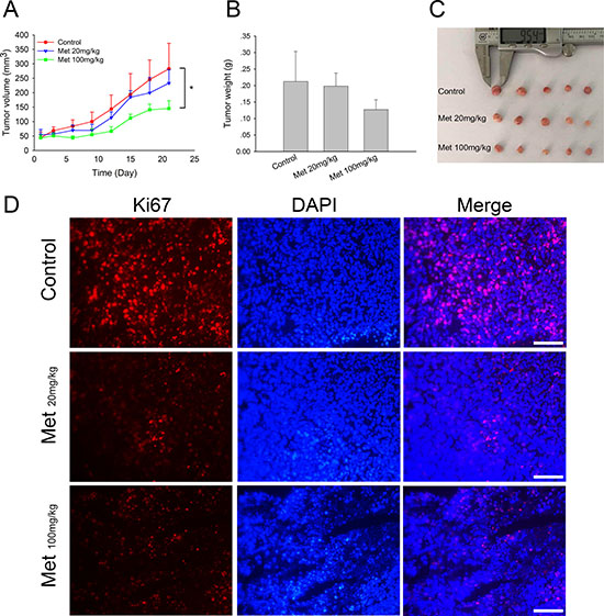 In vivo effect of metformin on MCF7/ADR xenografts.