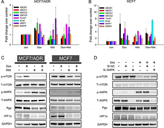 Mechanism studies of doxorubicin-metformin combined treatment.