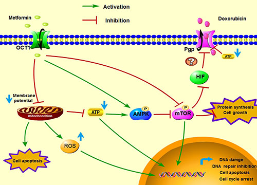 A proposed graphical mechanism illustrates the possible anti-tumor effect of metformin in MCF7/ADR.