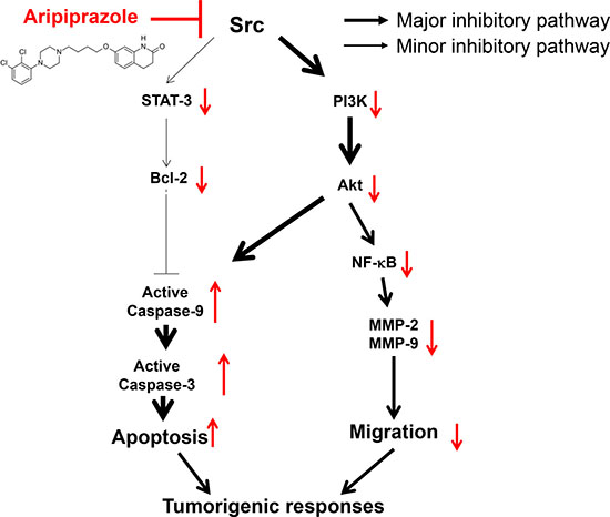 Schematic of the antitumorigenic mechanisms of ARP in U251 glioma cells.