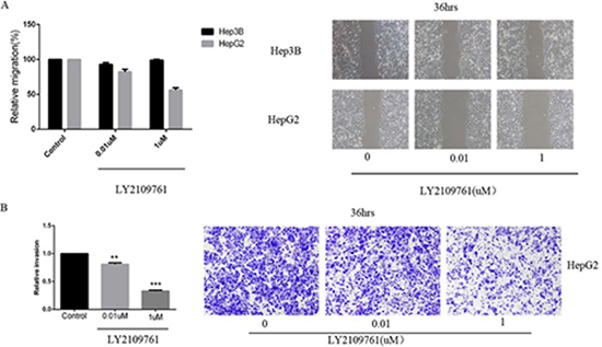LY2109761 signifcantly suppressed both the tumor cell migration and invasion.