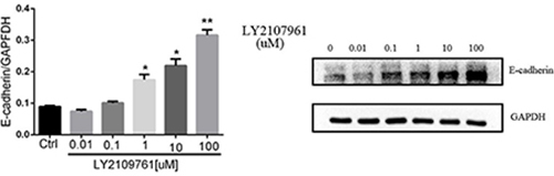 The expression of E-cadherin.