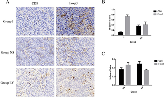 The expression of CD8 and Foxp3.