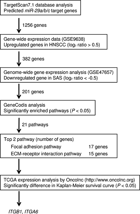 Flow chart depicting the strategy for identification of putative target genes regulated by the miR-29 family in HNSCC cells.