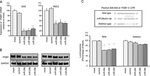 Regulation of ITGB1 expression by miR-29 family members in HNSCC cells.