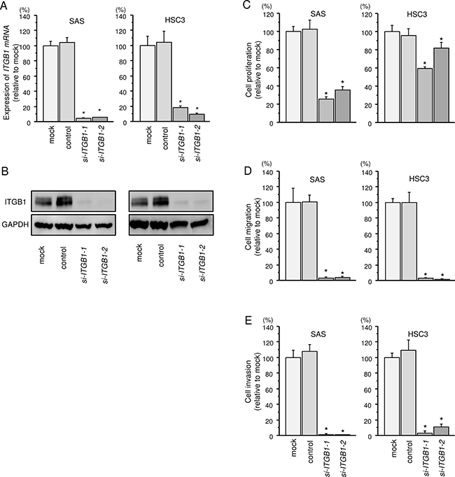 Effects of ITGB1 silencing by siRNA transfection in HNSCC cells.