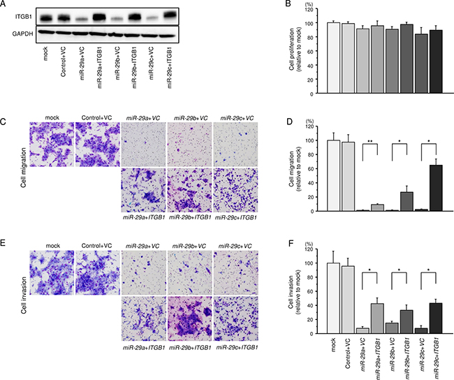 Effects of cotransfection with ITGB1/miR-29 family on the proliferlation, migration and invasion abilities of SAS cells.