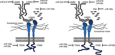 Illustration of inhibition of integrin receptors and ligands, i.e., laminin-332 and Tenascin C, by antitumor miRNAs in HNSCC cells.