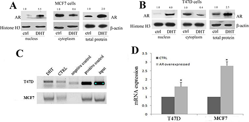 AR signaling transcriptionally mediated the expression of let-7a by activating let-7a promoter activity.