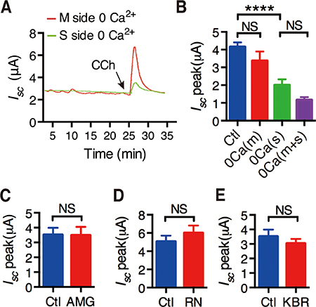 Activation of muscarinic receptors induced extracellular Ca2+ entry through possible pathways.