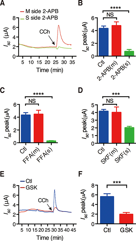 CRAC/Orai channels in the regulation of CCh-stimulated duodenal Isc.