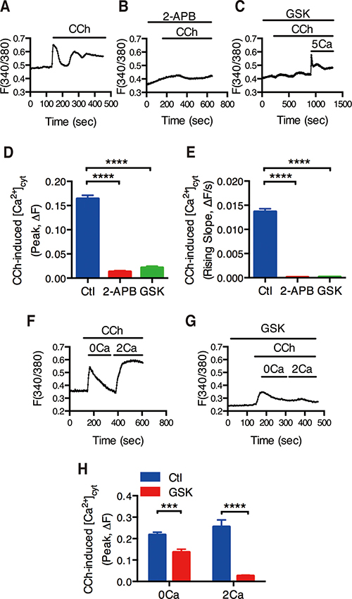 Functional identification of CRAC/Orai channels in CCh-mediated Ca2+ mobilization of intestinal epithelial cells.