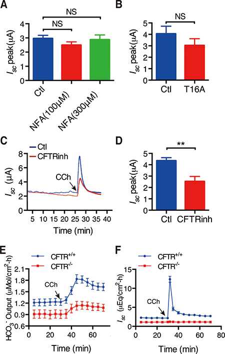 Role of CFTR channels in CCh-induced duodenal epithelial ion secretion.