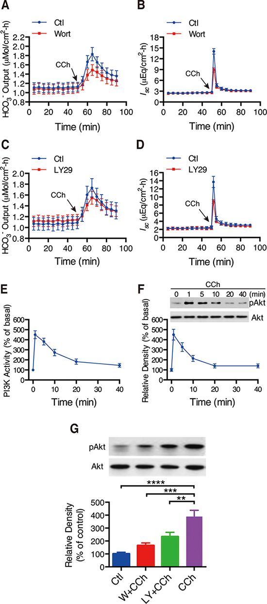 Involvements of PI3K/Akt in CCh-induced duodenal ion secretion.