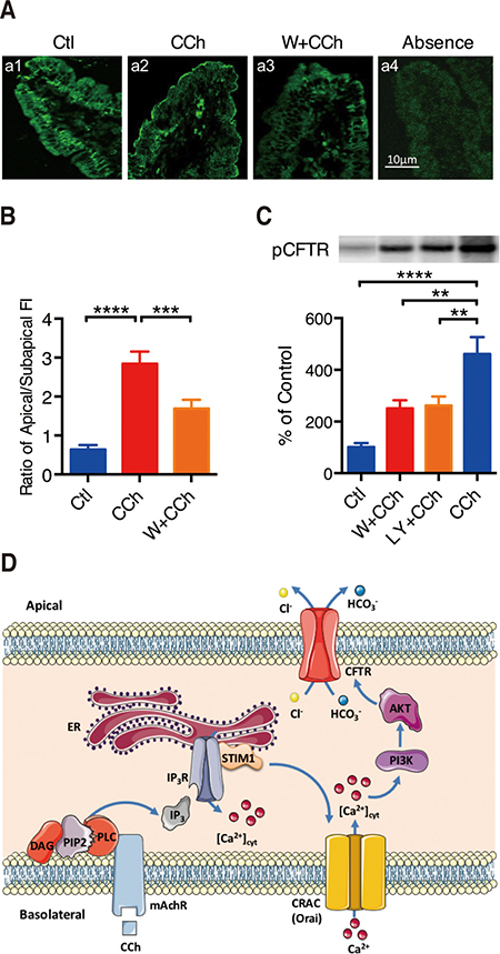 PI3K/Akt in CCh-mediated phosphorylation and translocation of CFTR channels.