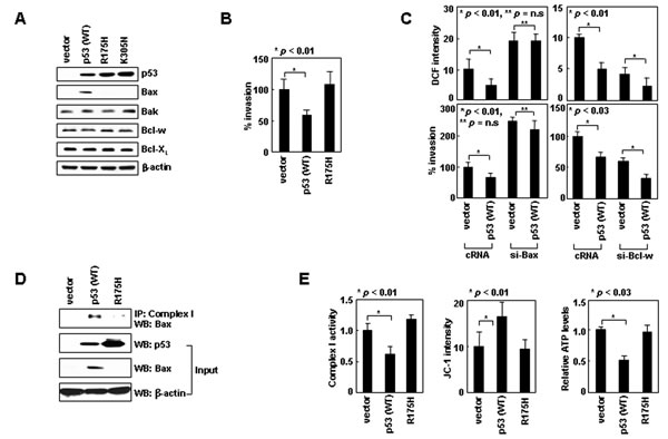 Nuclear p53 suppresses cell invasion by inducing Bax expression.