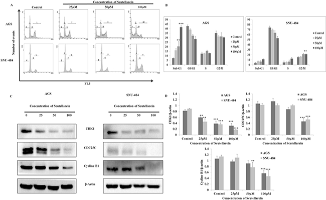 Regulatory effect of Scutellarein on cell cycle progression of AGS and SNU484 cells.