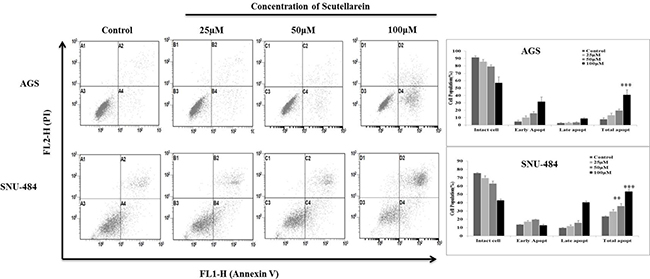 Scutellarein induces dose dependent apoptosis in AGS and SNU-484 cells.