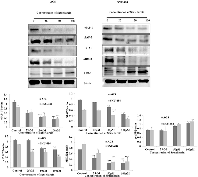 Down regulation of cIAP-1, cIAP-2, XIAP, MDM2 and activation of p53.