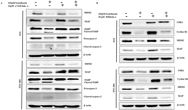 Effect of caspase inhibitor and p53 inhibitor on scutellarein-induced apoptosis in AGS and SNU-484 cells.