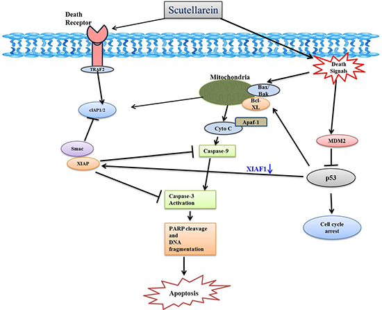 Schematic diagram showing the mechanisms underlying the anti-cancer effects of scutellarein in AGS and SNU-484 cells gastric cancer cells.