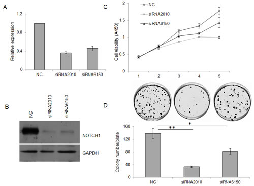 Knockdown of NOTCH1 inhibits the proliferation of SACC-83 cells.