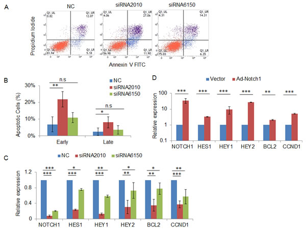 Knockdown of NOTCH1 induces cell apoptosis via regulation of the expression of apoptosis-related genes.