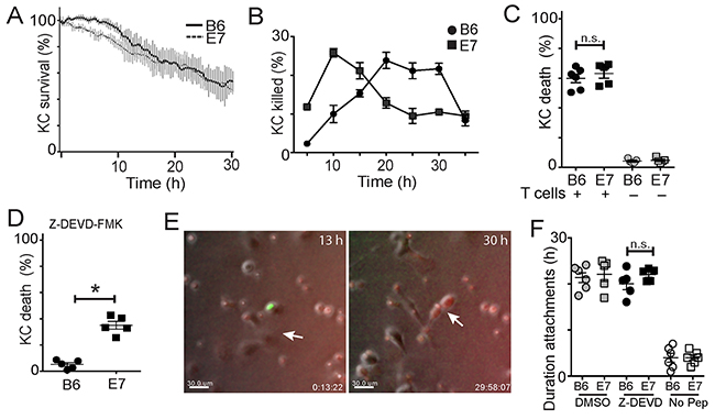 E7 expression by keratinocytes alters their susceptibility to killing by CTL.