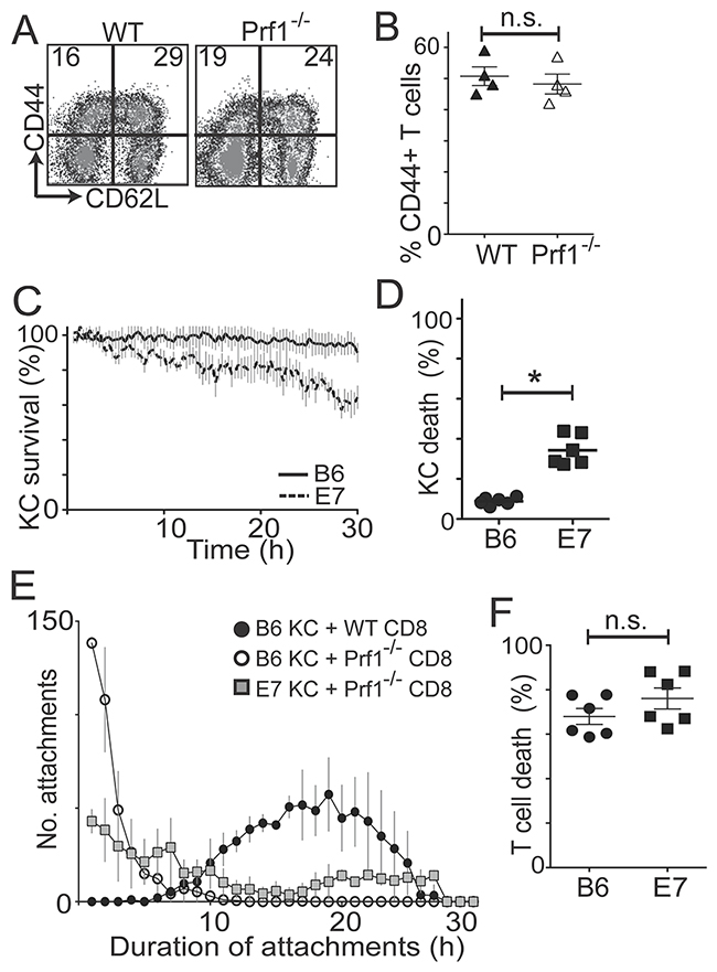 CD8 T cells kill E7KC by perforin-independent mechanisms.