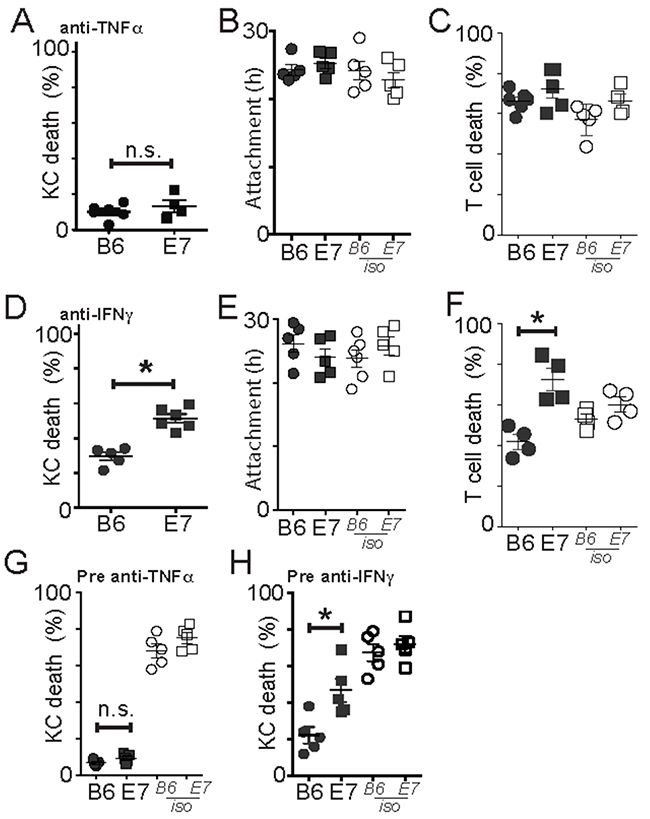 Perforin-competent CD8 effector T cells require TNF&#x03B1; but not IFN&#x03B3; for cytotoxic function.