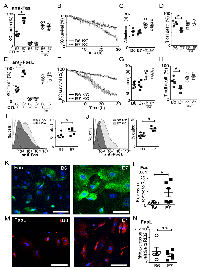 CD8 T cells utilize Fas/FasL to kill E7 expressing KC.