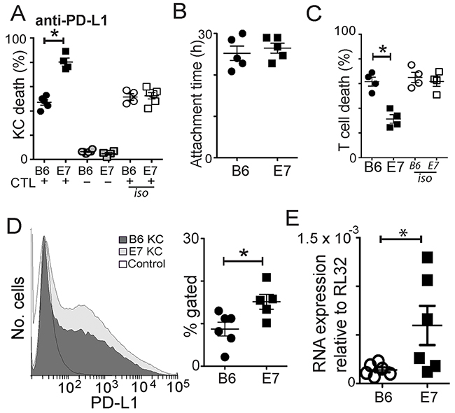 Increased levels of PD-L1 expression by E7KC is protective.