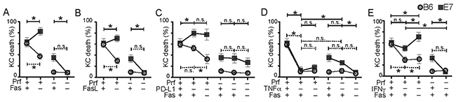 Hierarchical killing of KC by CTL is altered by E7 expression.