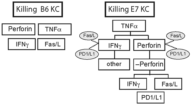 E7 expression by KC alters hierarchy of killing mechanisms used by CTL.