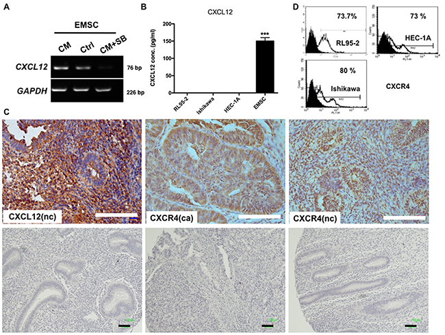 RL95-2 CM and TGFBR2-dependent induction of CXCL12 expression in EMSCs, and the normal endometrium and EC expression of CXCR4.