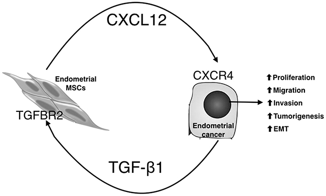 Proposed model for the tumor-promoting effects of EC/EMSC crosstalk through paracrine signaling with TGF-&#x03B2;1, CXCL12, and their receptors.