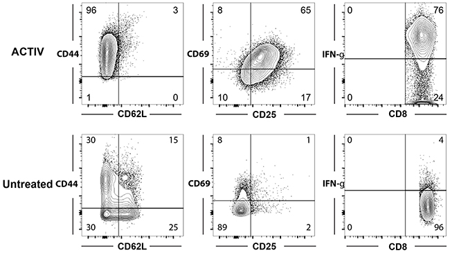 Tumor-infiltrating T cells in ACTIV-treated mice have an activated phenotype.