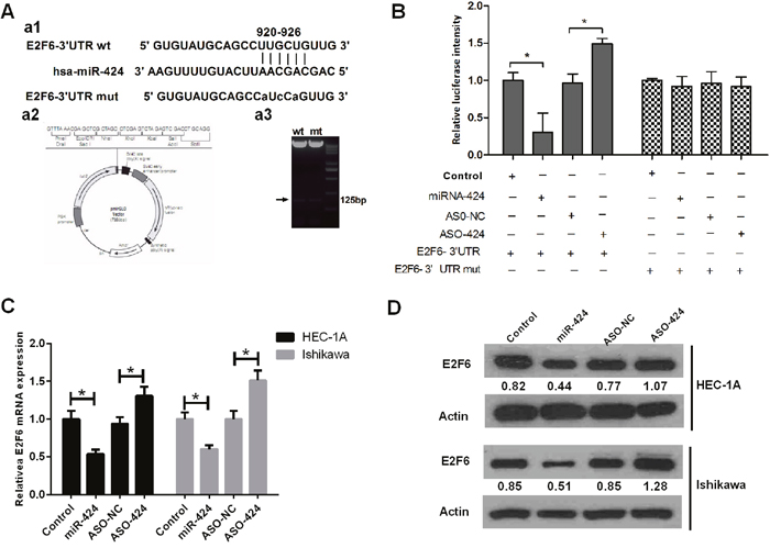 E2F6 gene 3&#x2019;-UTR carries a putative miR-424 binding site and is negatively regulated by miR-424.