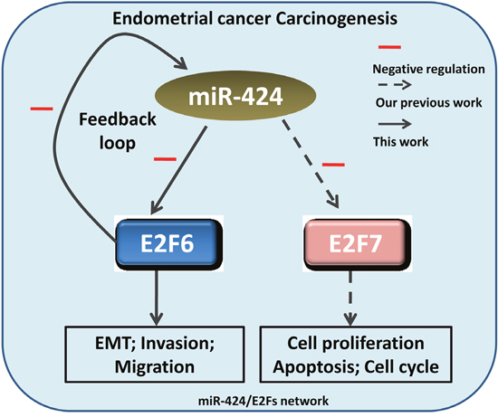 Schematic depiction of the miR-424/E2Fs network in endometrial cancer cell tumorigenesis.