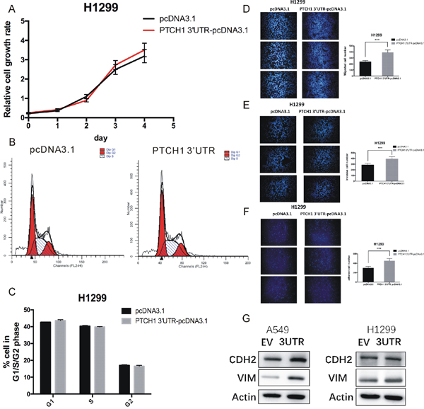 Overexpression of PTCH1 3&#x2019;UTR promotes cell migration, invasion and adhesion in H1299.