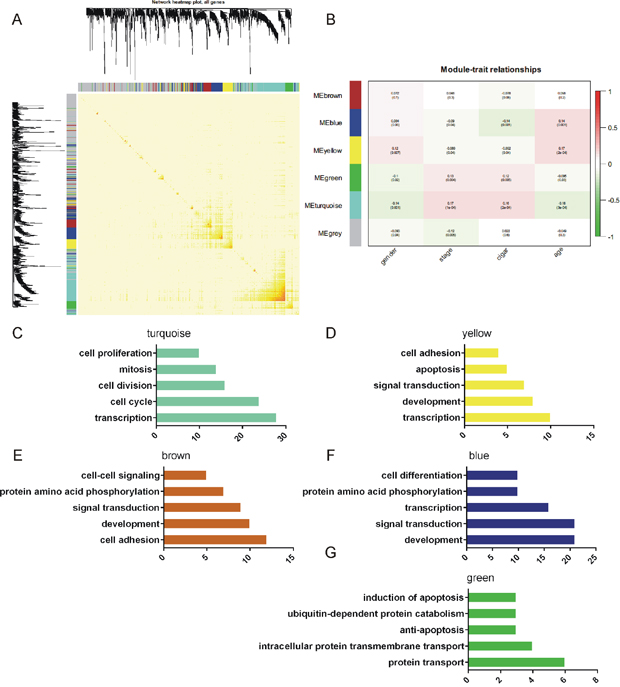 Construction of the gene co-expression network.