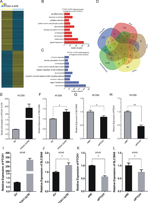 PTCH1 3&#x2019;UTR up-regulated SLC39A6 expression in NSCLC cells.