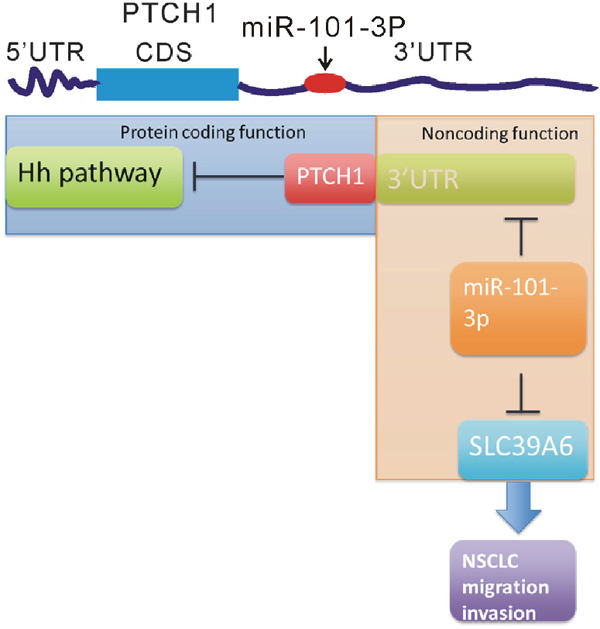 The different roles of the protein and 3&#x2019;UTR of PTCH1 in regulating NSCLC progression.