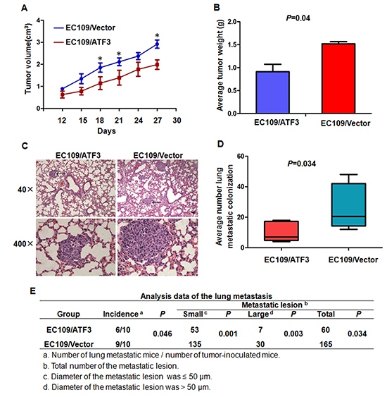 ATF3 expression suppressed cell growth and lung metastasis of ESCC cells in vivo.