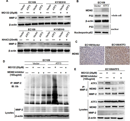 ATF3 mediated the degradation of MMP-2 in a MDM2 dependent manner.